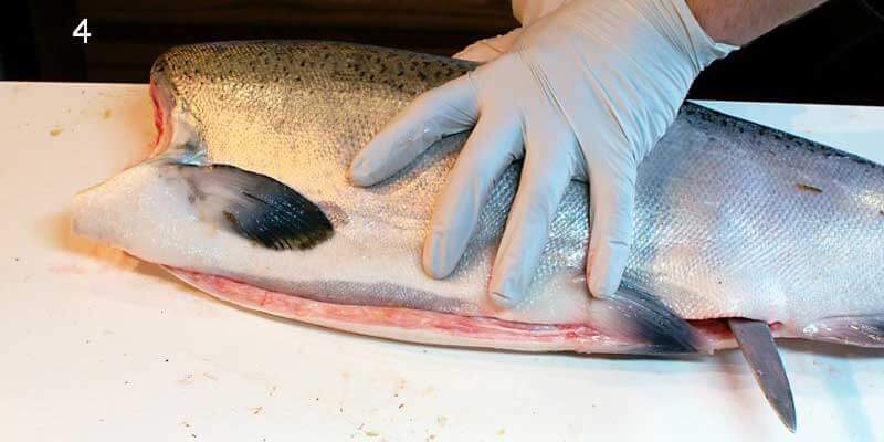 Knifestock BLOG - Hoe zalm correct te fileren