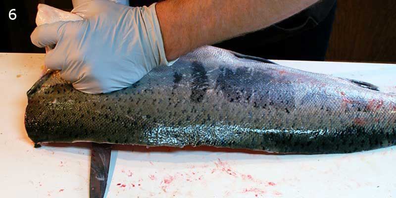 Knifestock BLOG - Hoe zalm correct te fileren